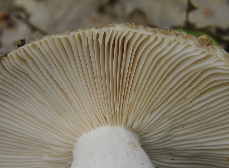 Russula sp. (cfr. R. sororia/R. amoenolens)